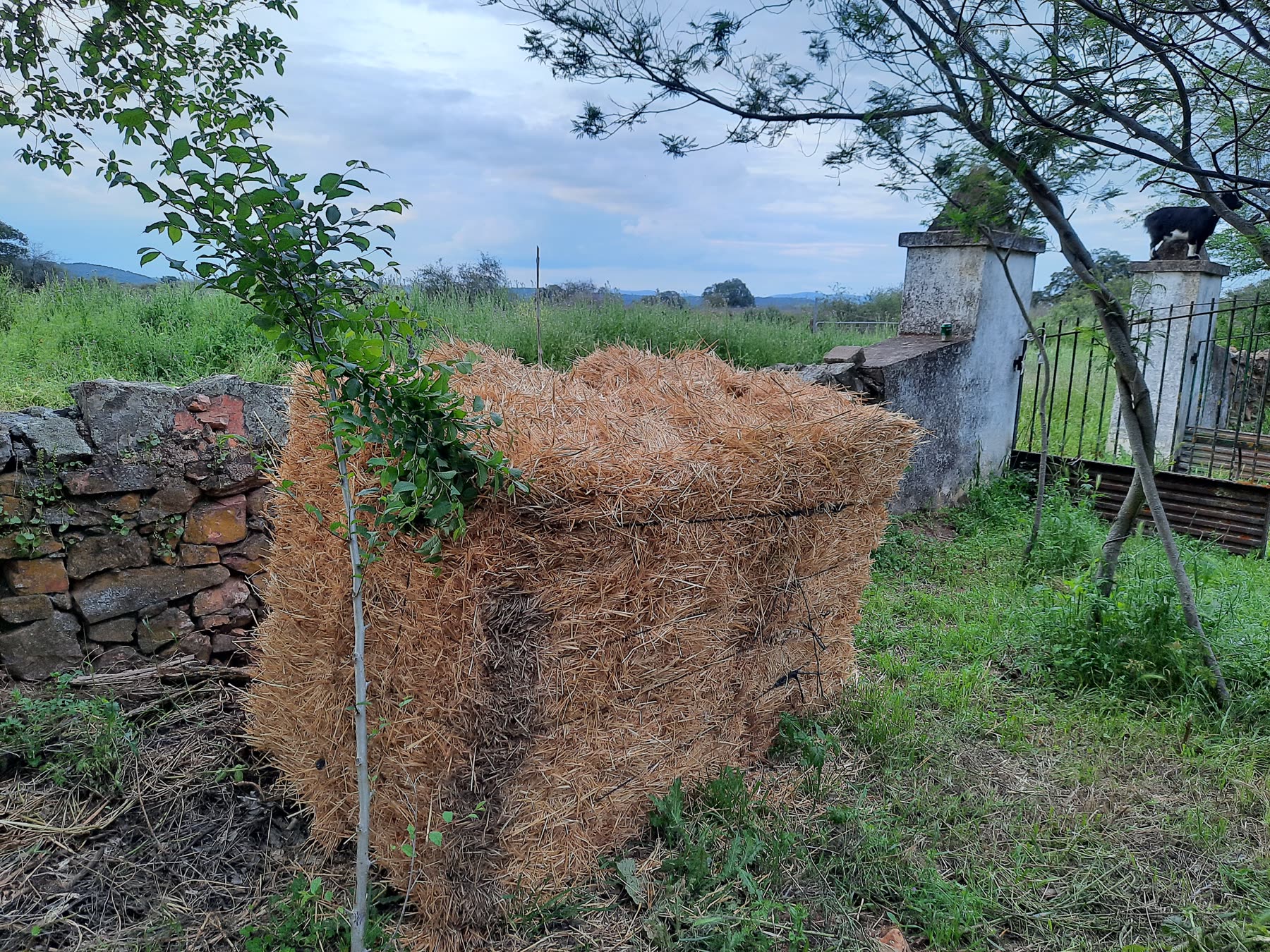 Plantación con bala de paja en la finca.