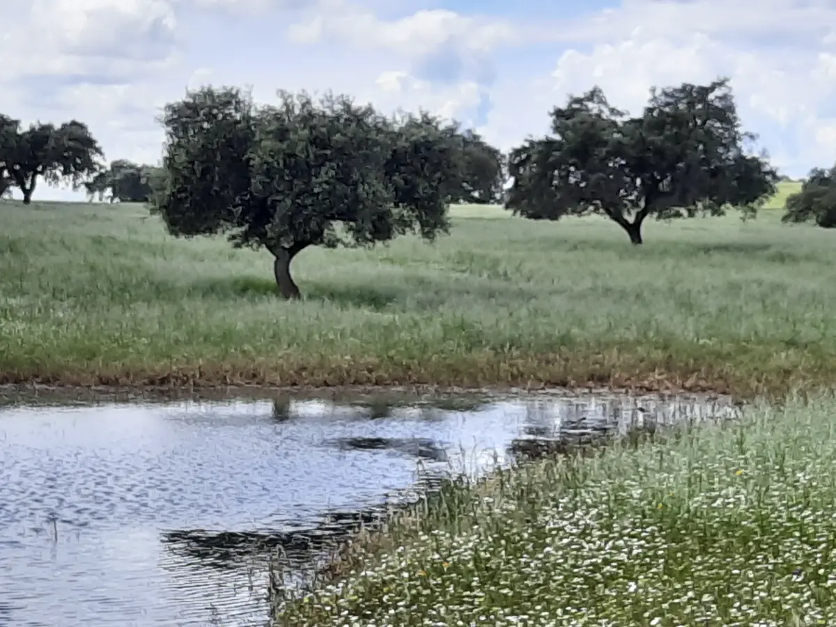 Charcas entre la vegetación de la dehesa.