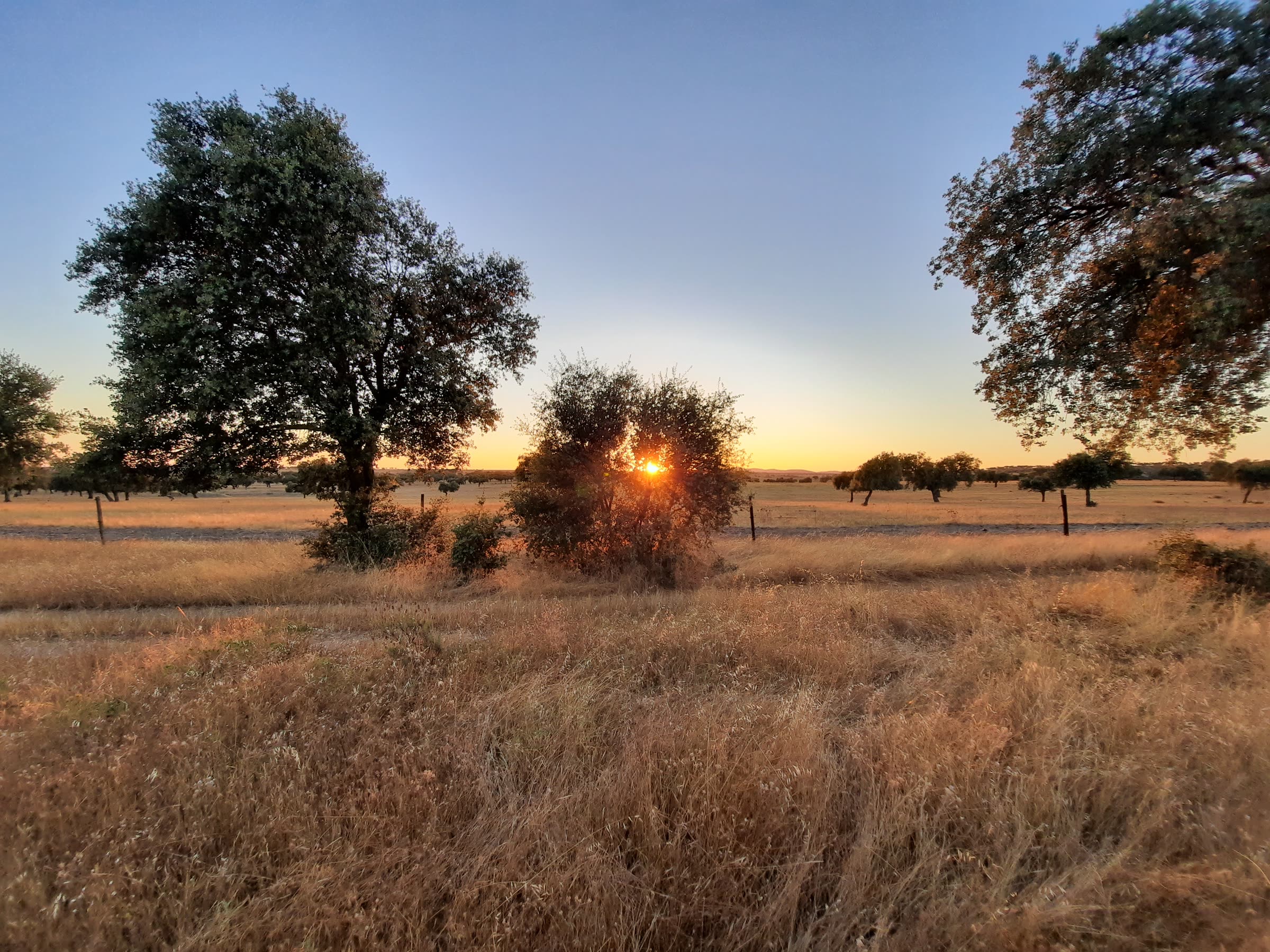 Atardecer en la dehesa de Coto Pavón.