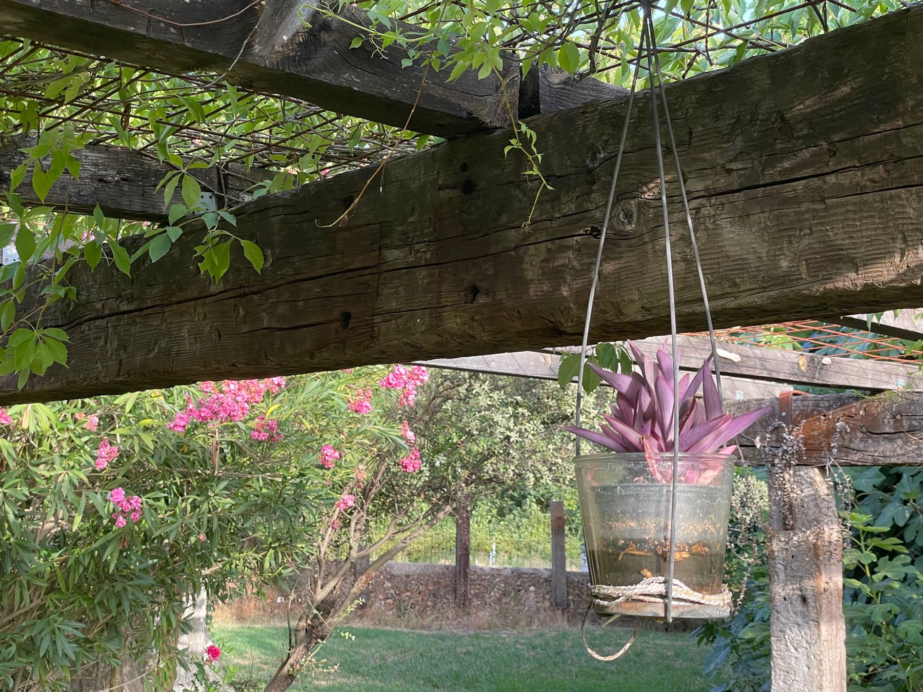 Pérgola con bromelia.