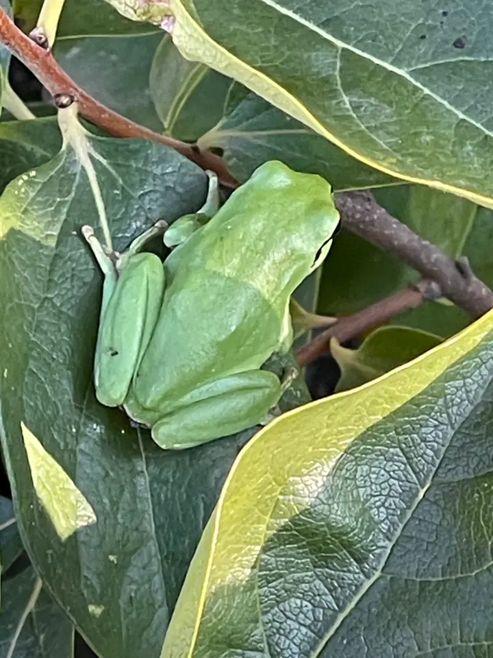 Pequeña rana verde entre hojas.