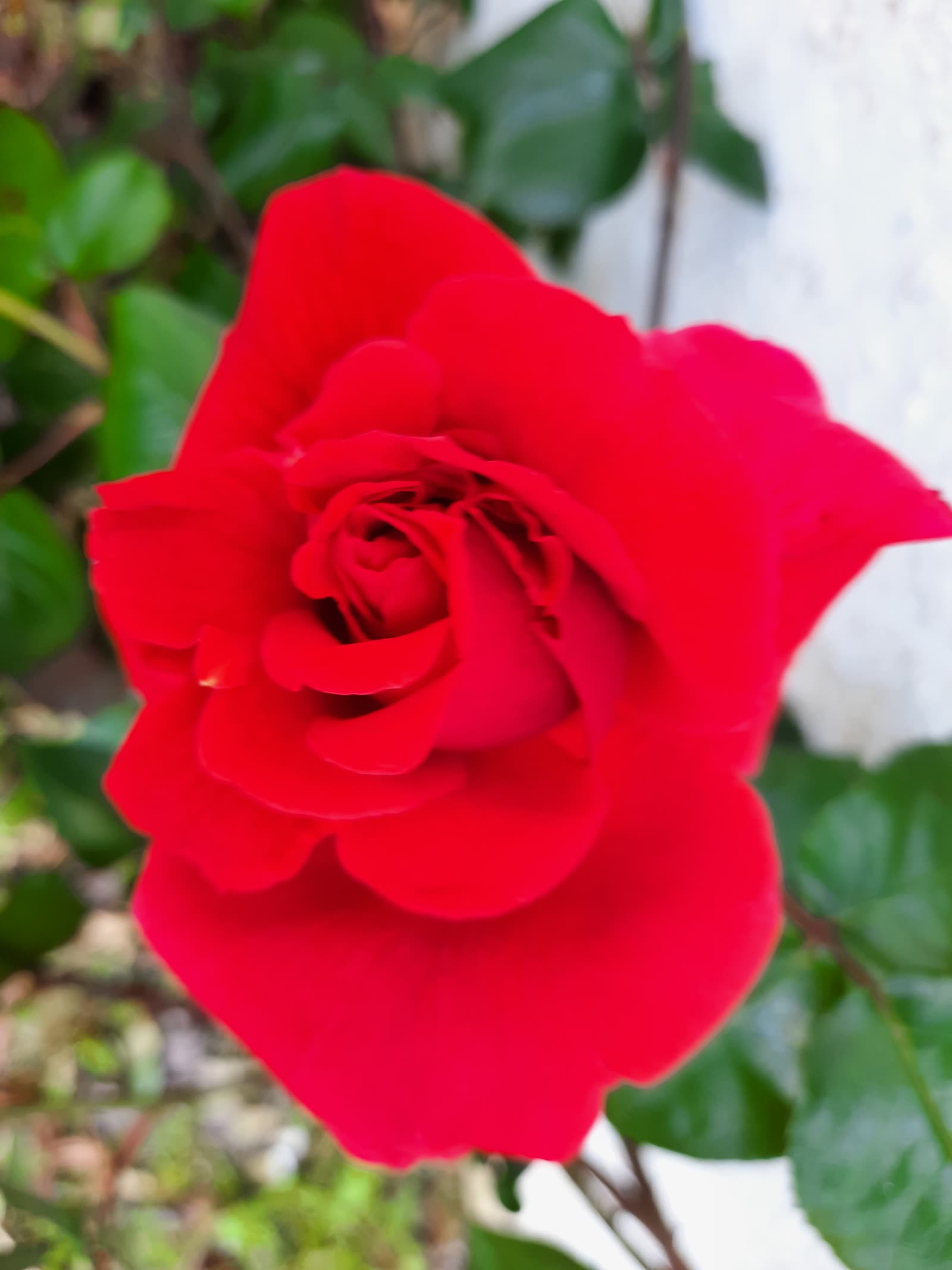 Rosa roja del jardín.